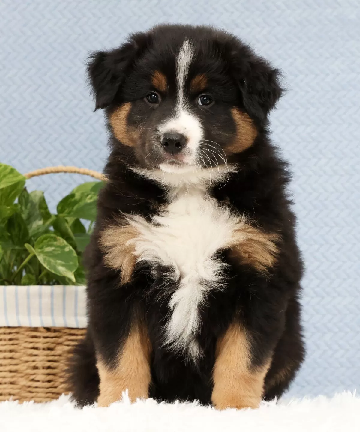 Puppy Name: Liam