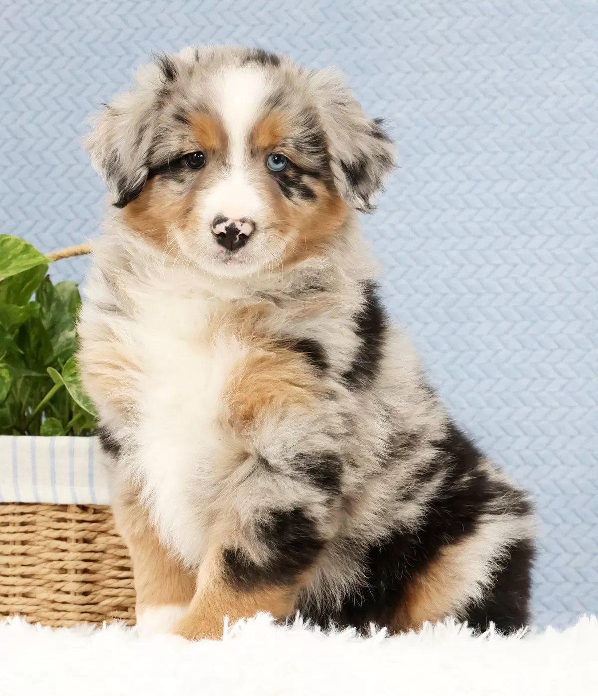 Puppy Name: Leo