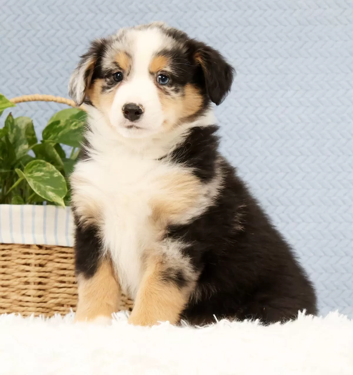 Puppy Name: Luke