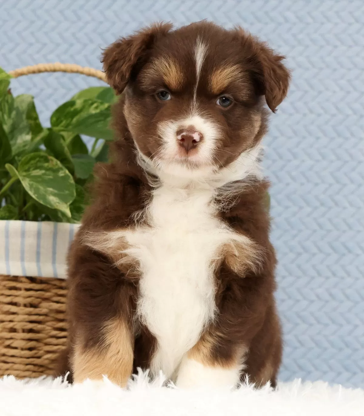 Puppy Name: Rowan