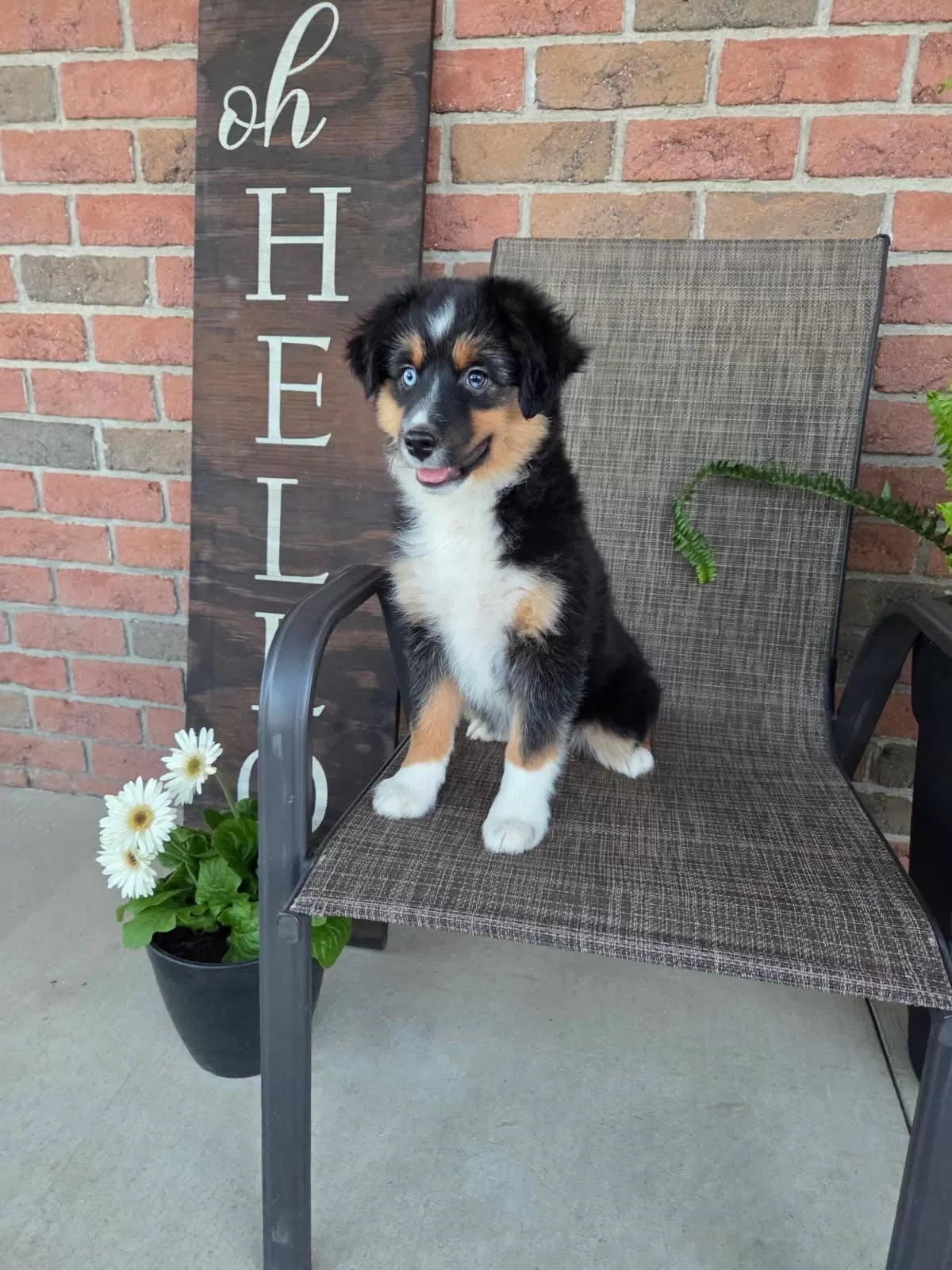 Puppy Name: Roxy