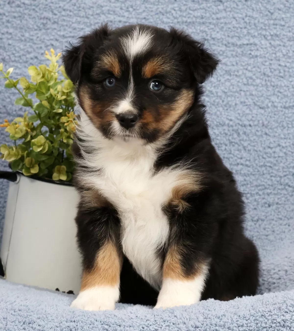 Puppy Name: Roxy