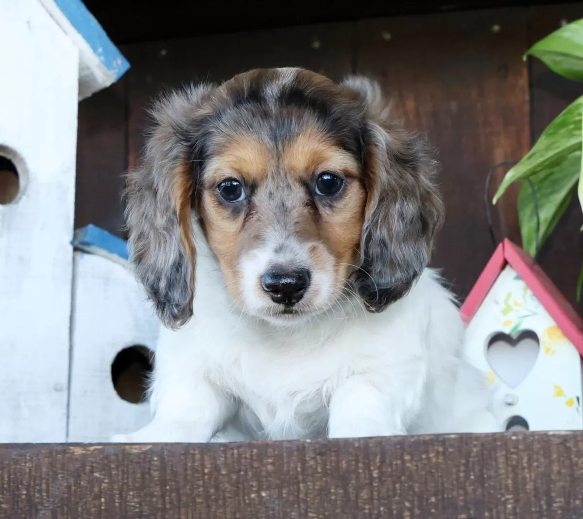Puppy Name: Marshall