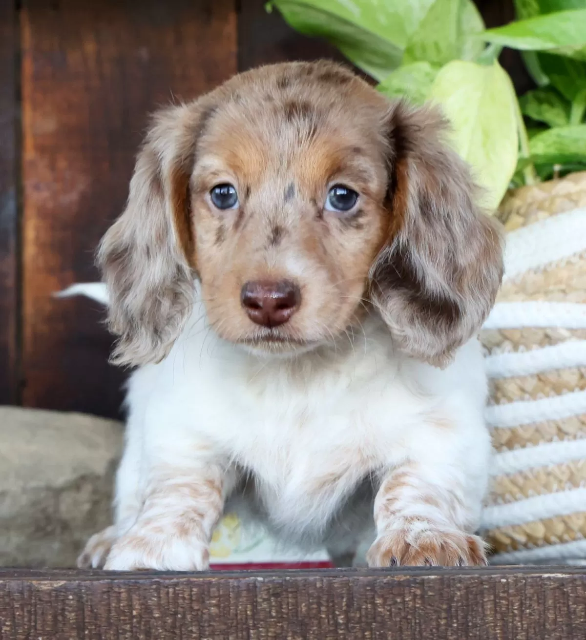 Puppy Name: Skye