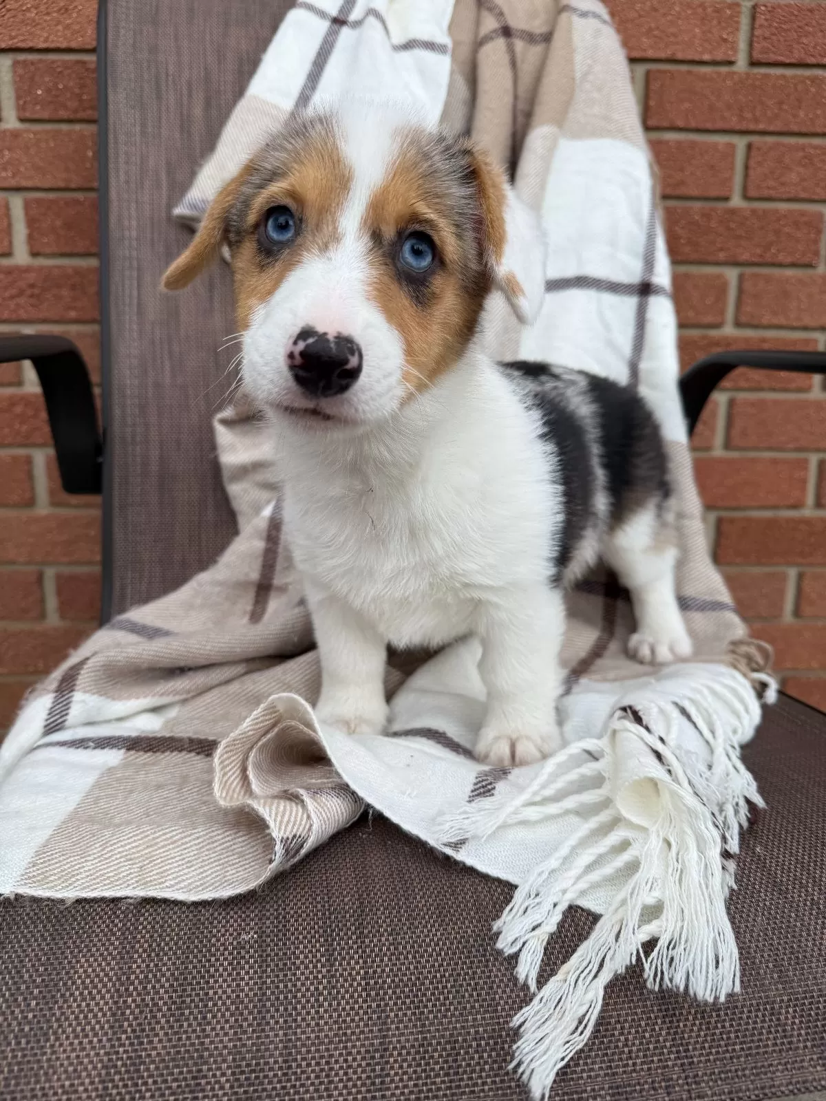 Puppy Name: Teresa