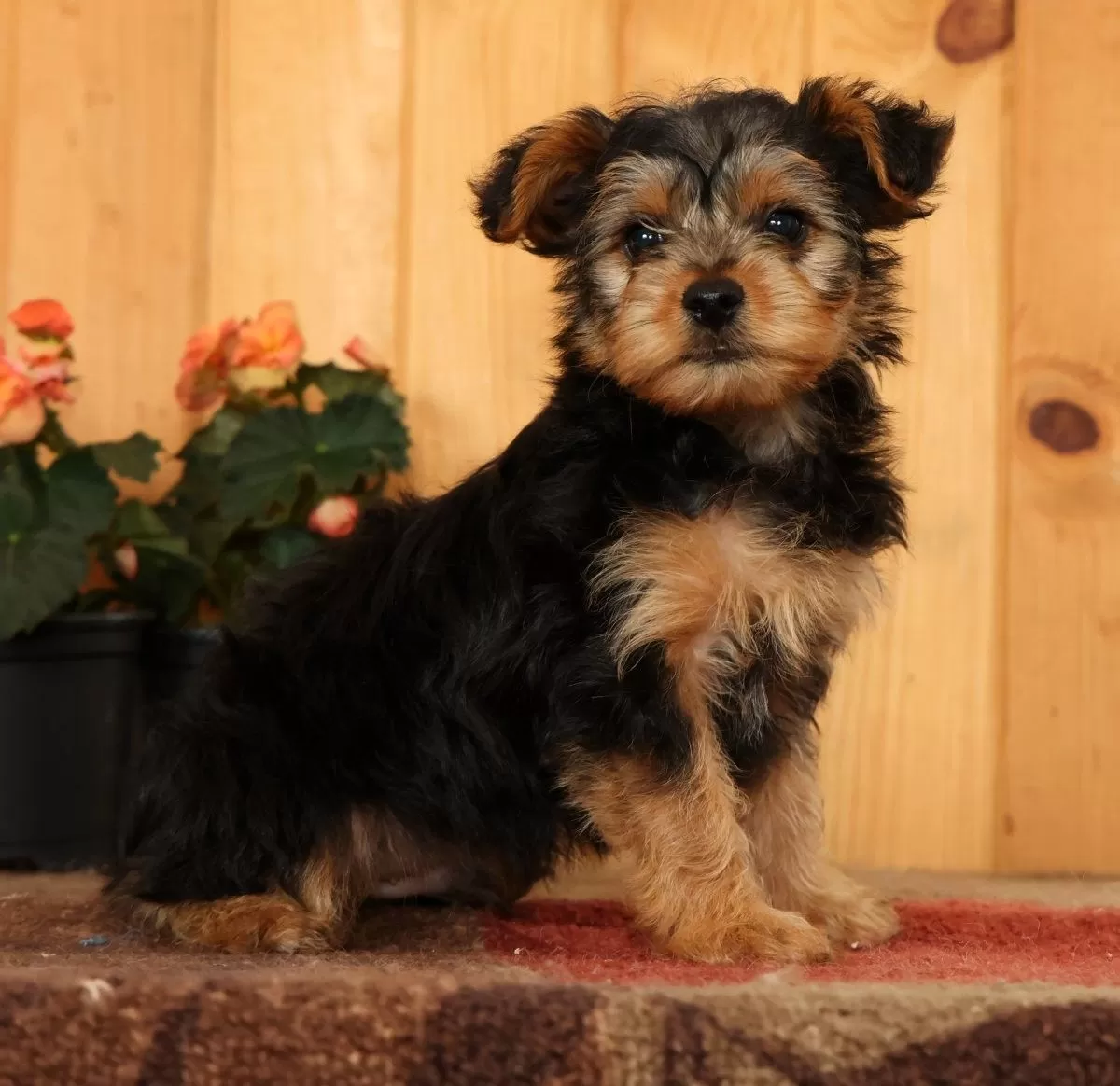 Puppy Name: Max