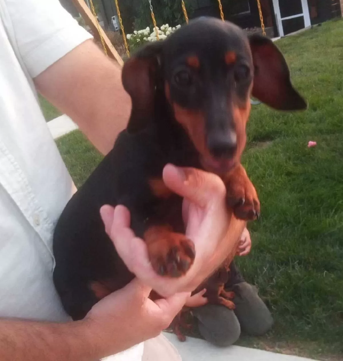 Puppy Name: Fern