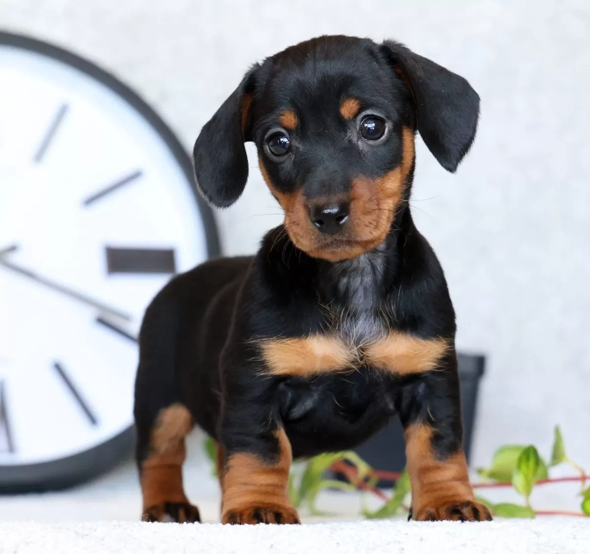 Puppy Name: Fern