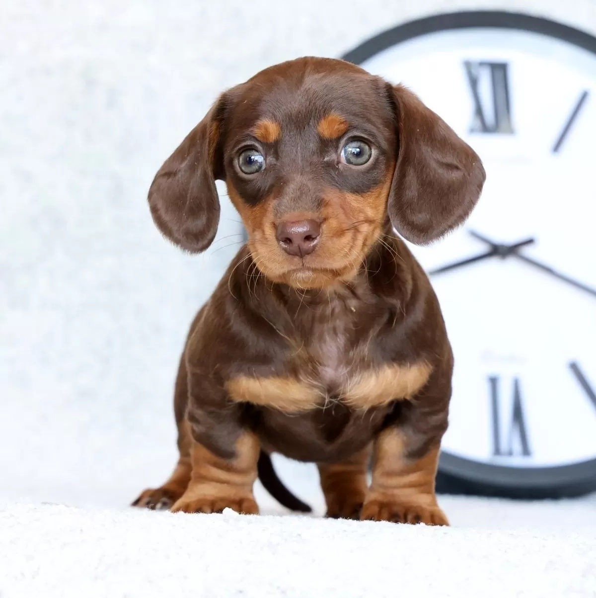 Puppy Name: Dahlia