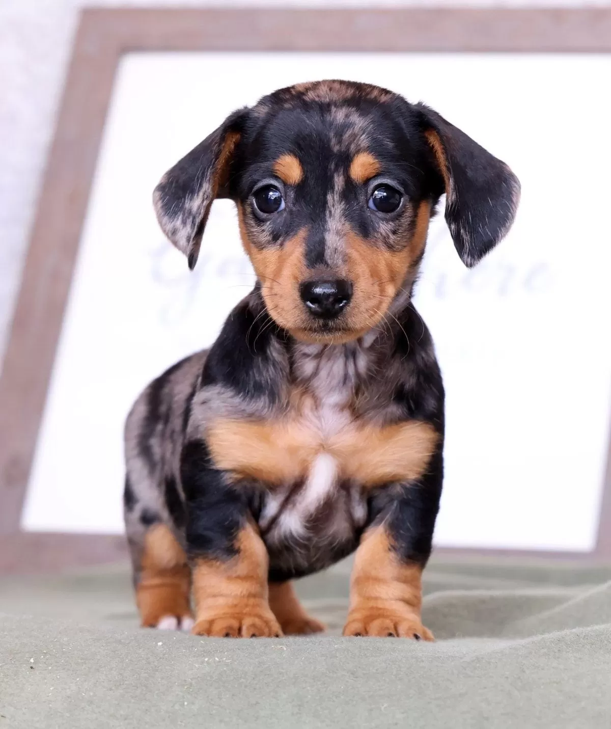 Puppy Name: Lilla