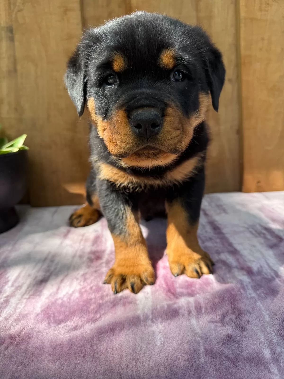 Bear
