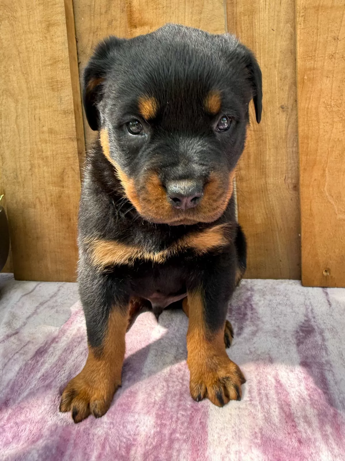 Fritz