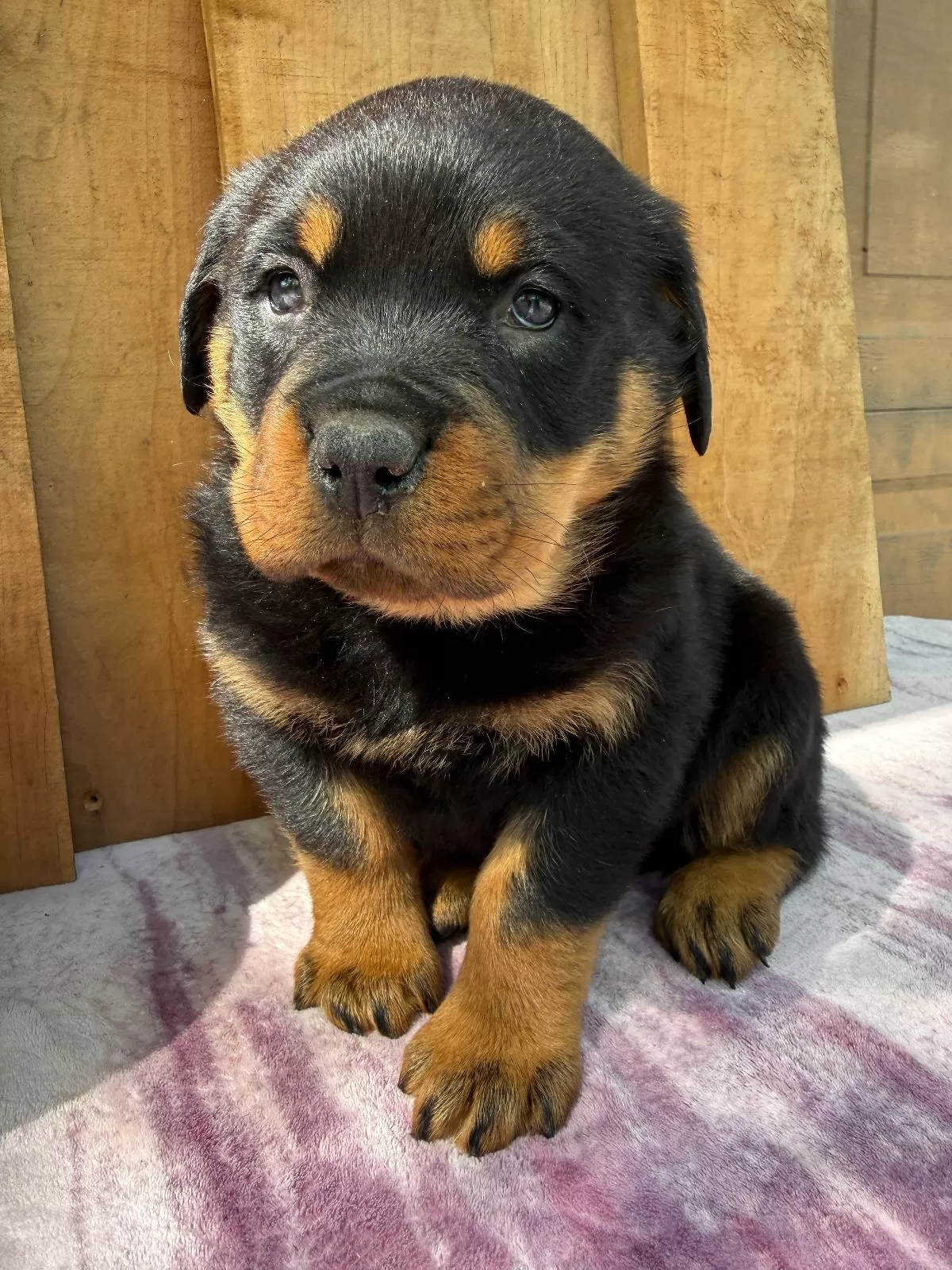 Titan