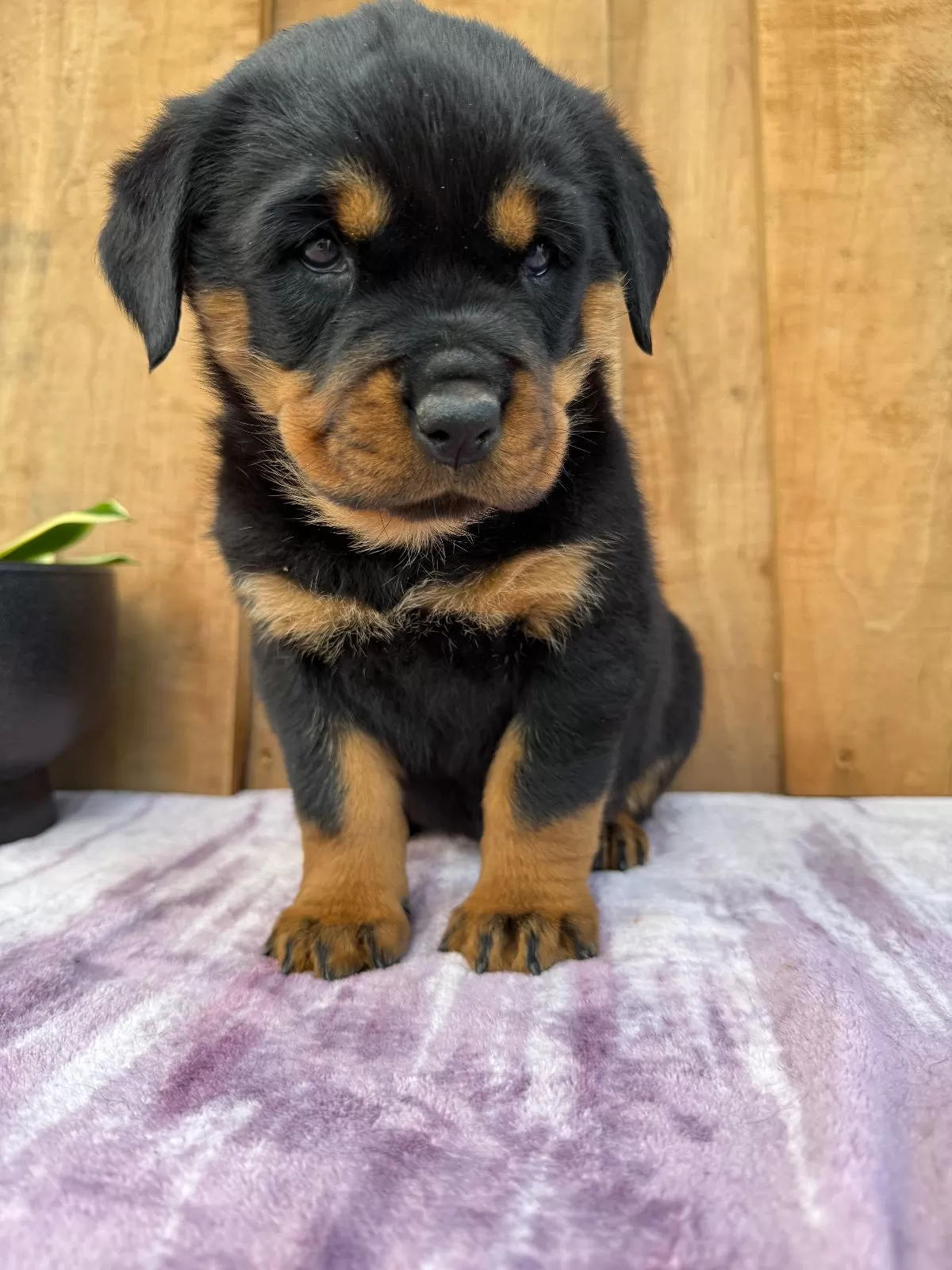Stella