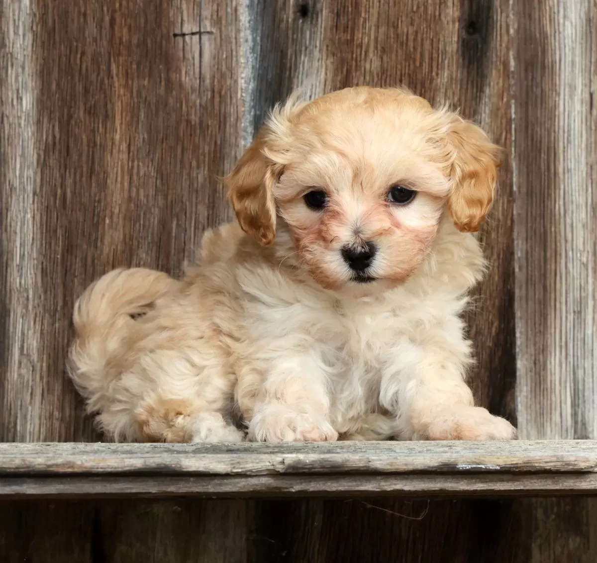 Puppy Name: Peaches