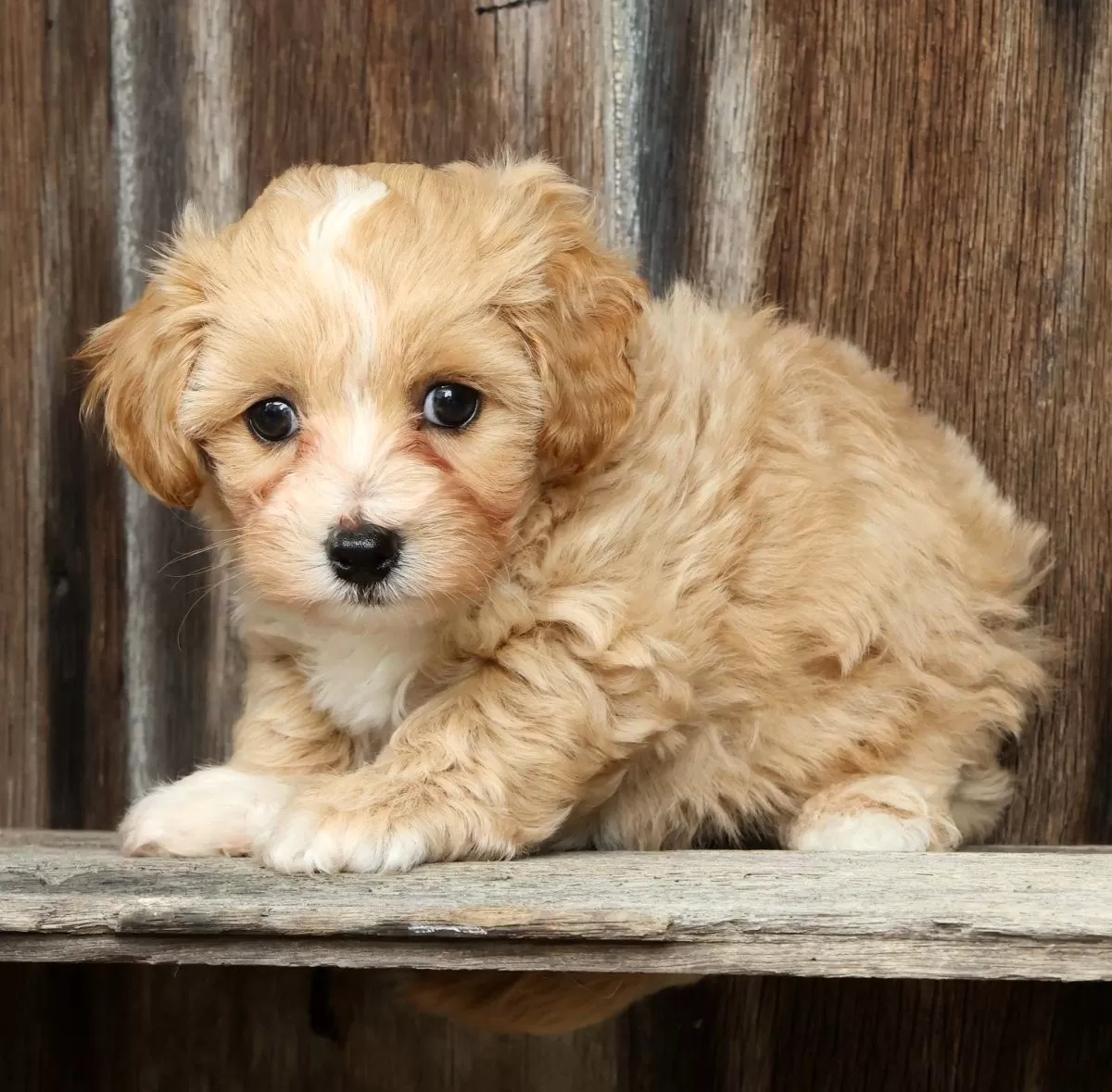 Puppy Name: Roscoe