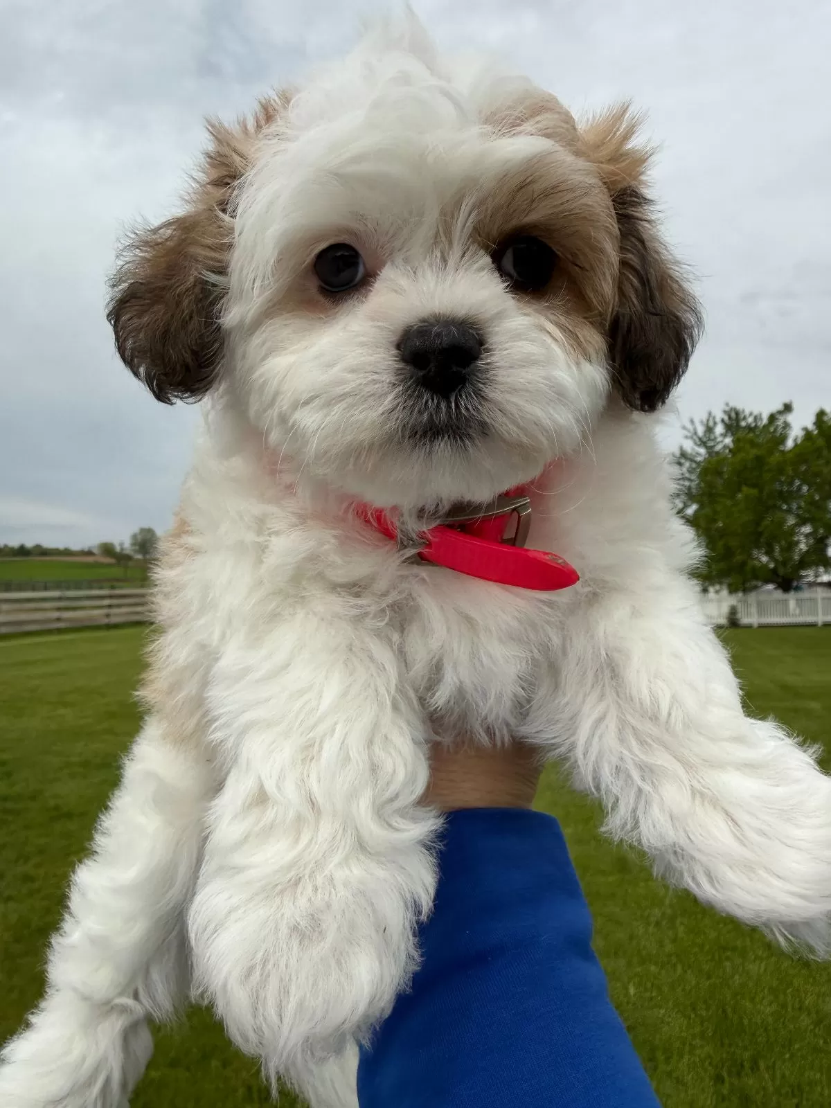 Puppy Name: Sweetie