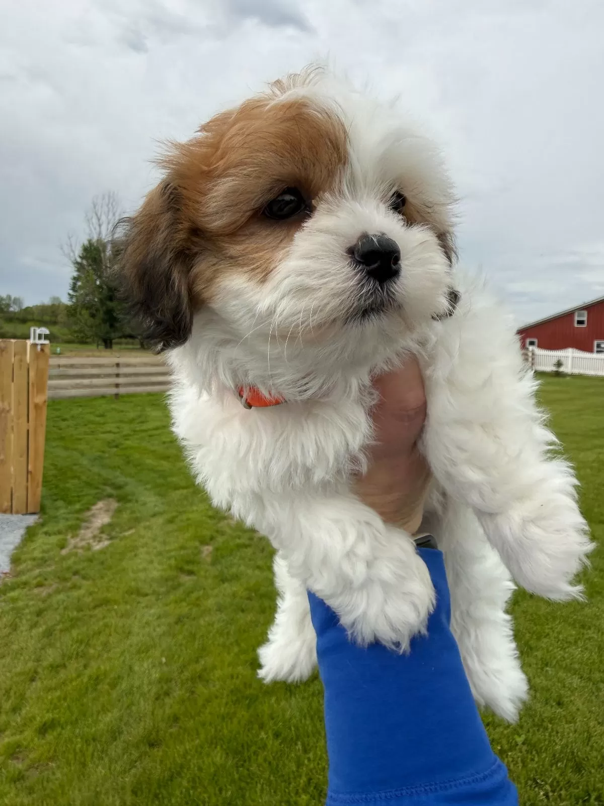 Puppy Name: Precious
