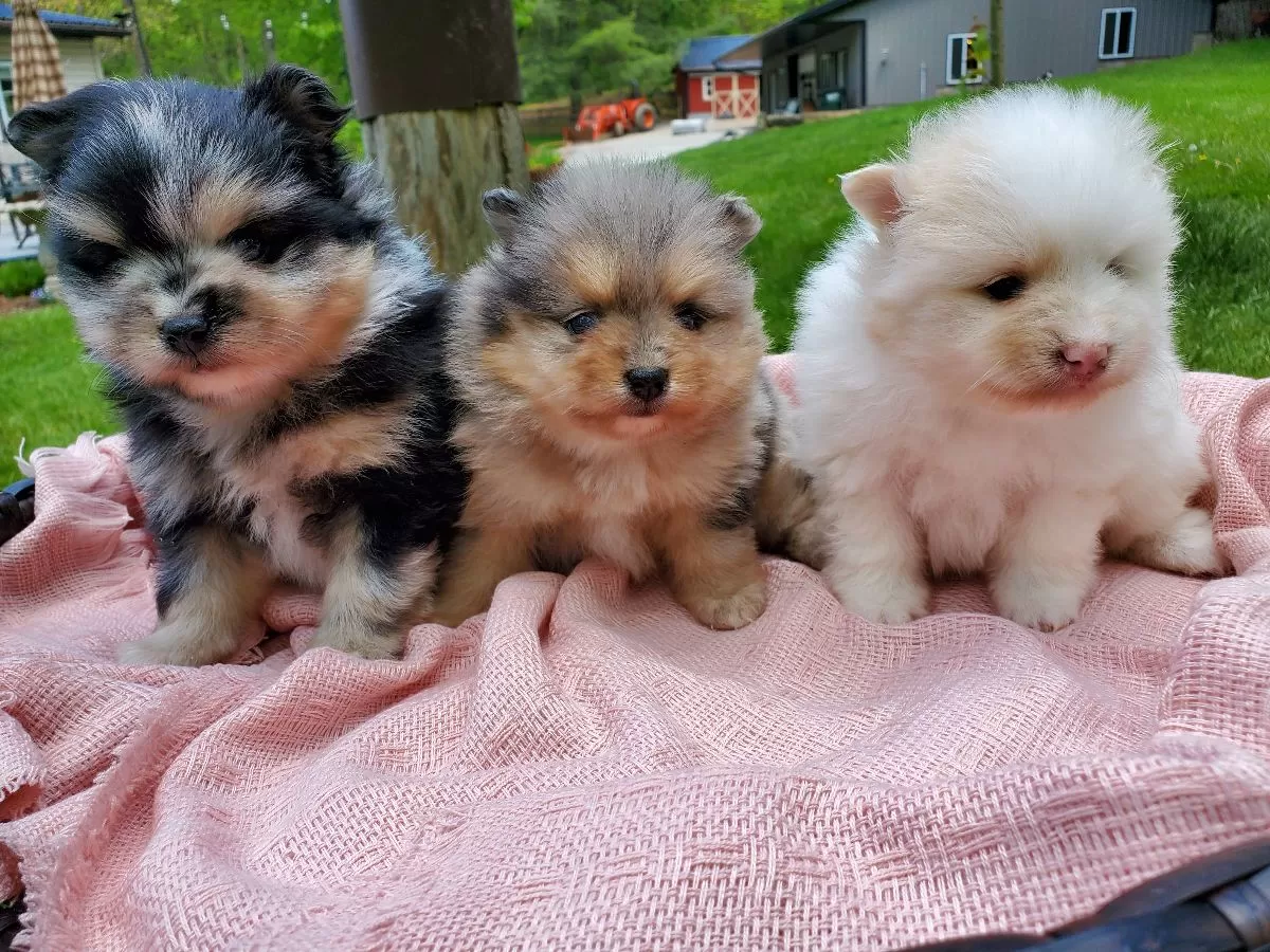 Puppy Name: Pomeranians coming soon