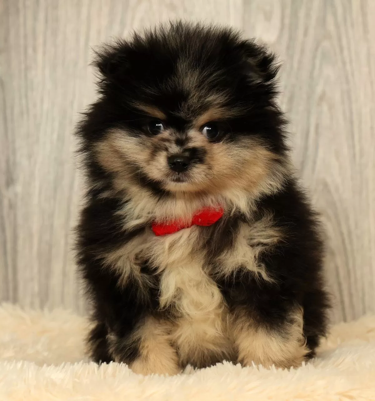 Puppy Name: Sonny