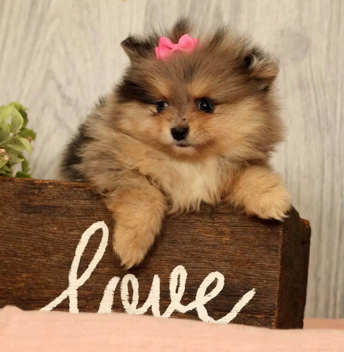 Puppy Name: Rose