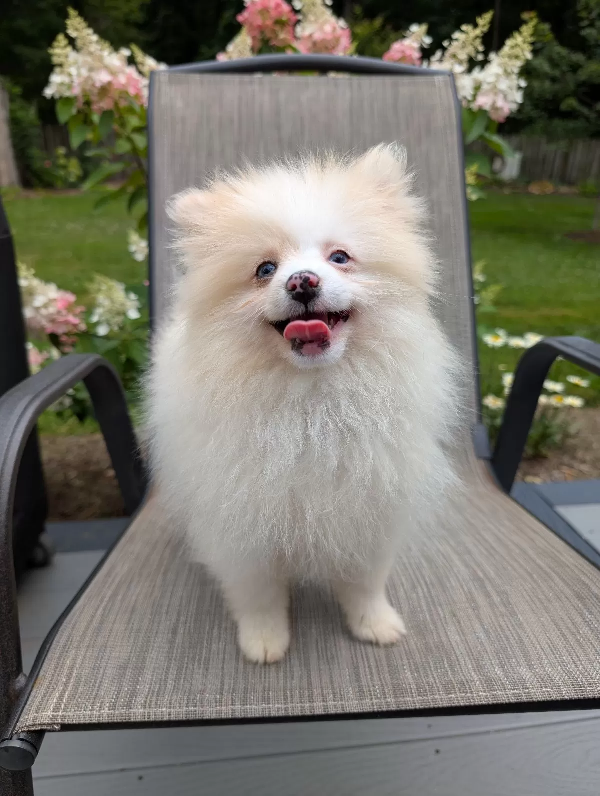 Puppy Name: Petunia
