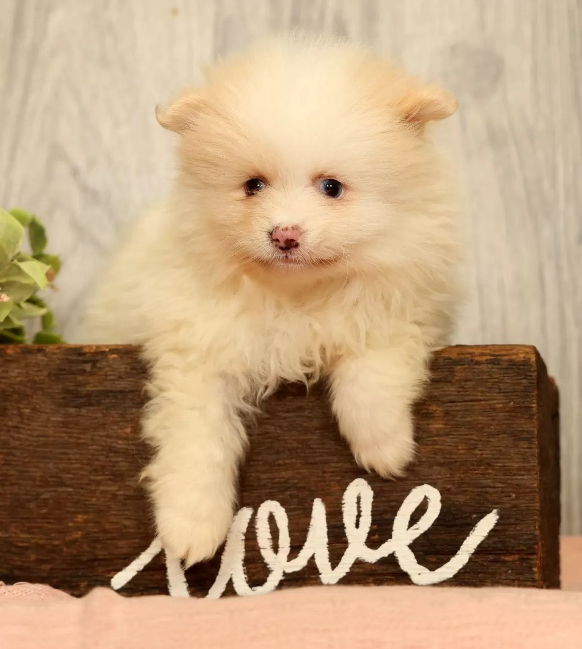 Puppy Name: Petunia