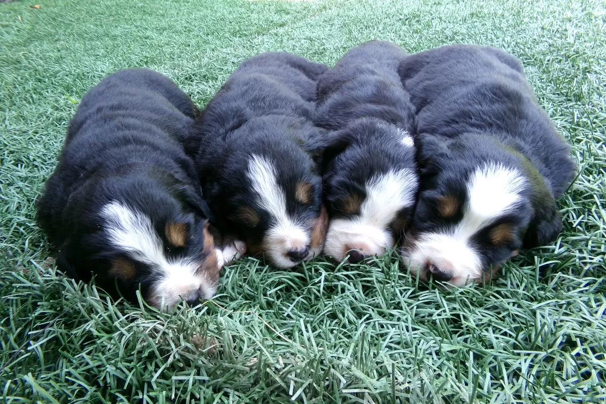 Puppy Name: Bernese Mountain Dogs Coming soon