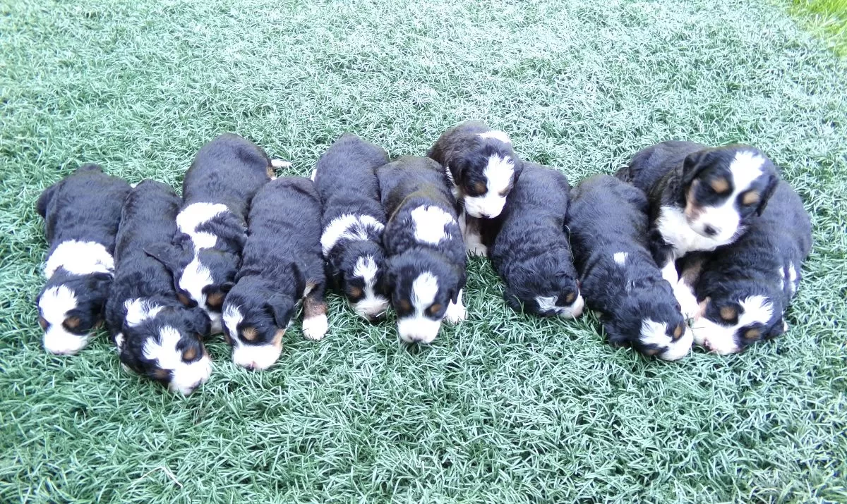 Puppy Name: Mini Bernedoodles coming soon
