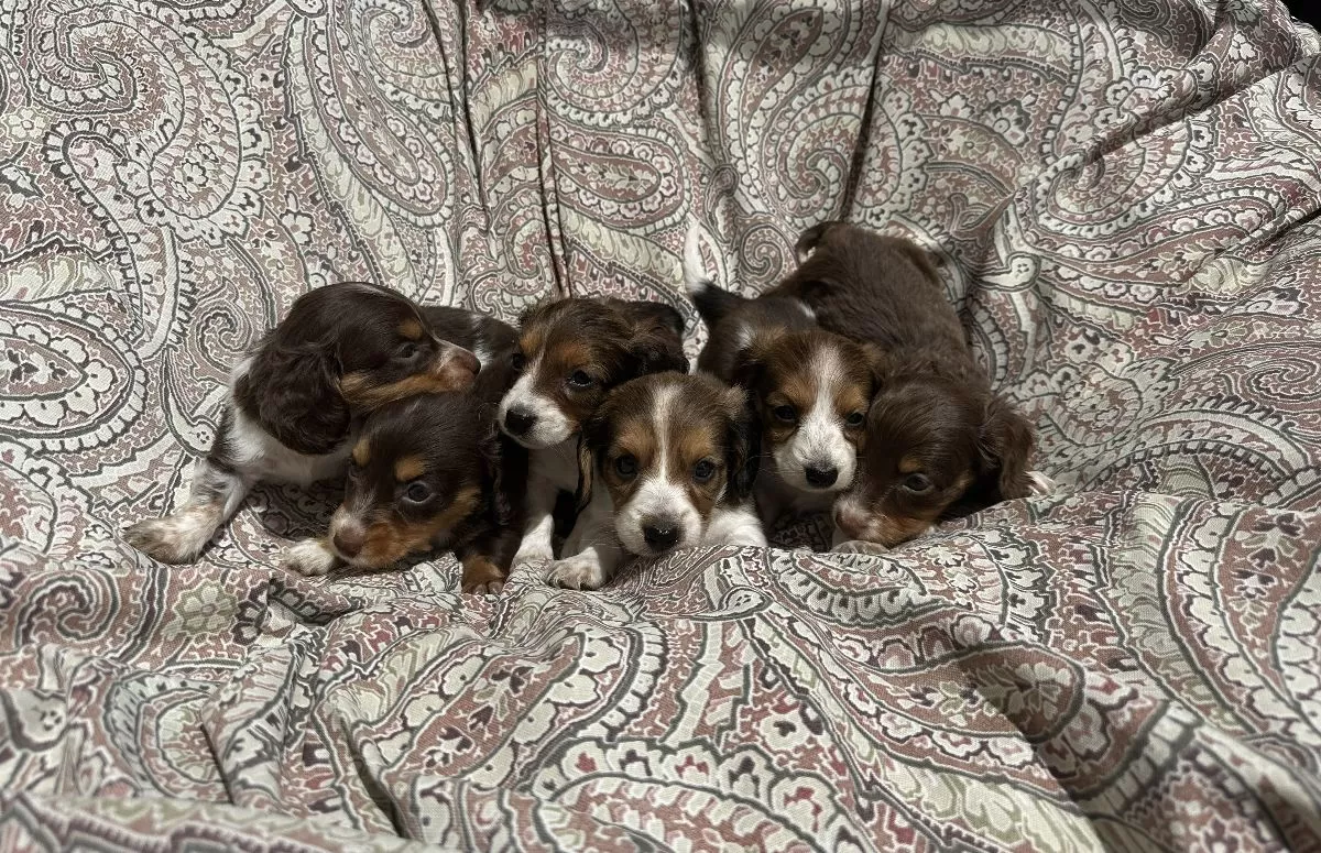 Puppy Name: Mini Dachshund coming soon