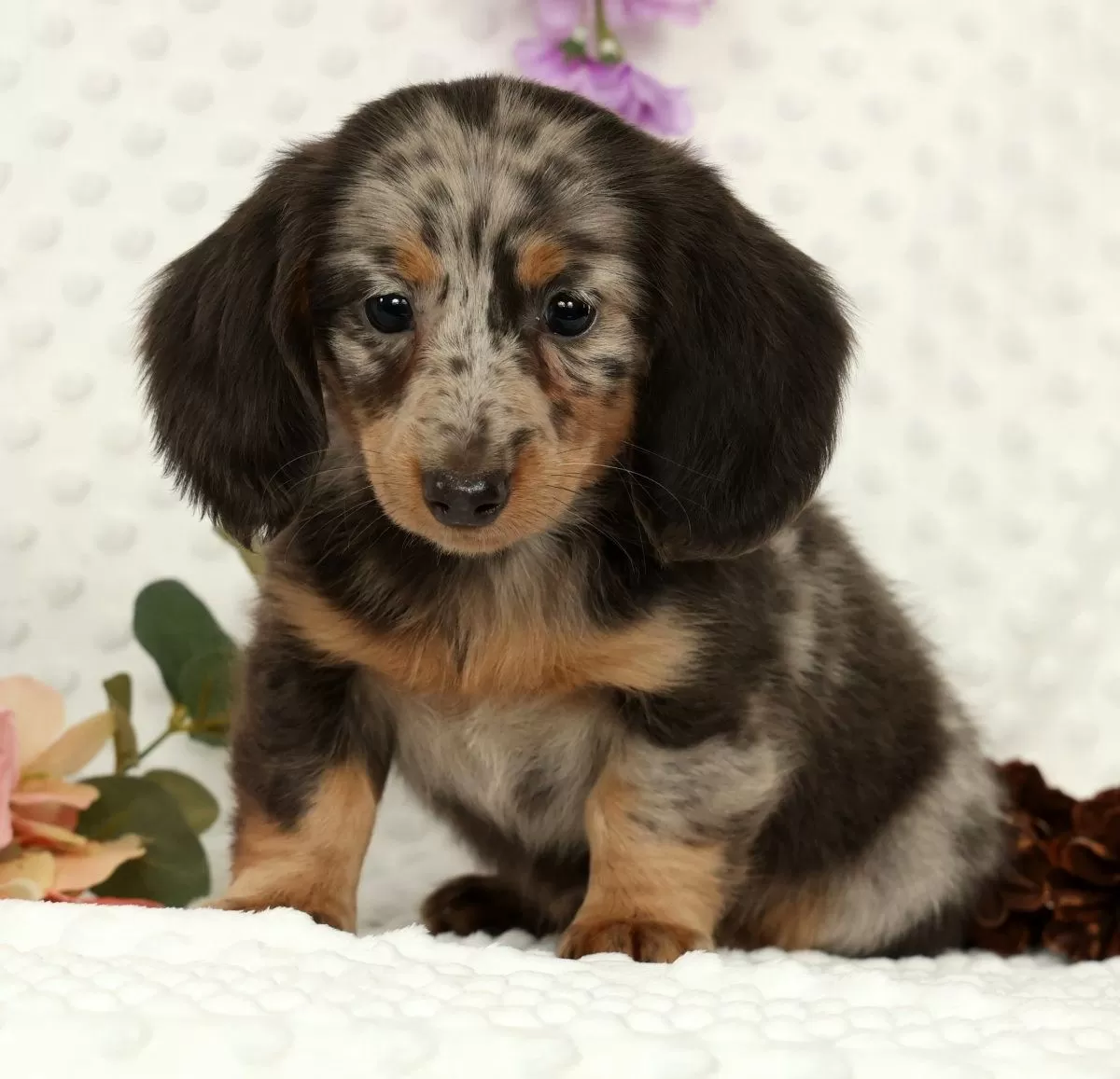 Puppy Name: Weston