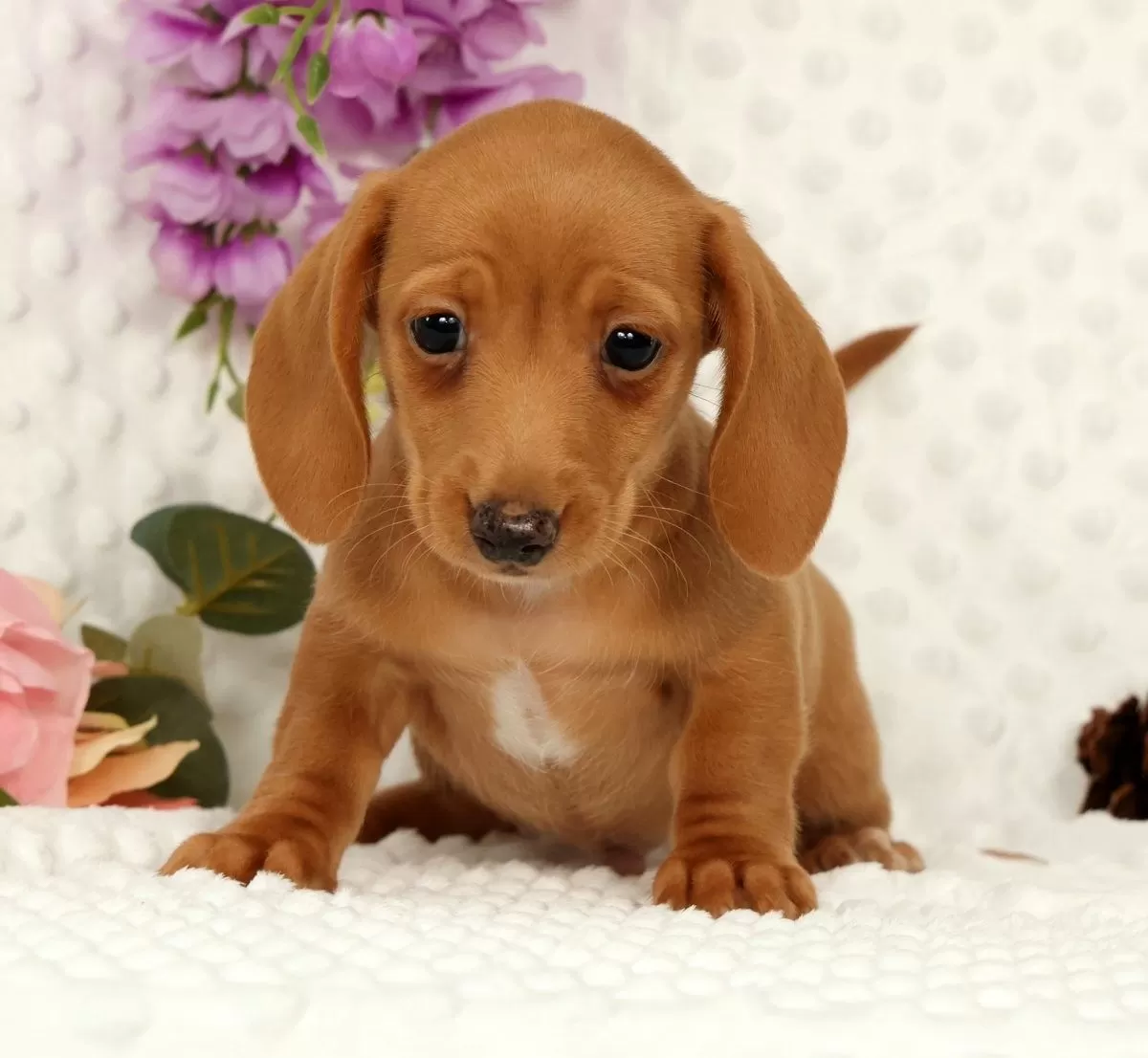 Puppy Name: Wilson