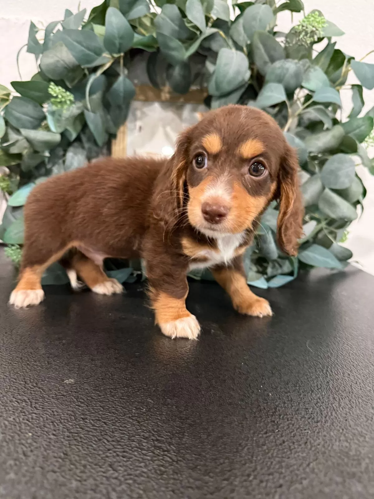 Puppy Name: Rowan