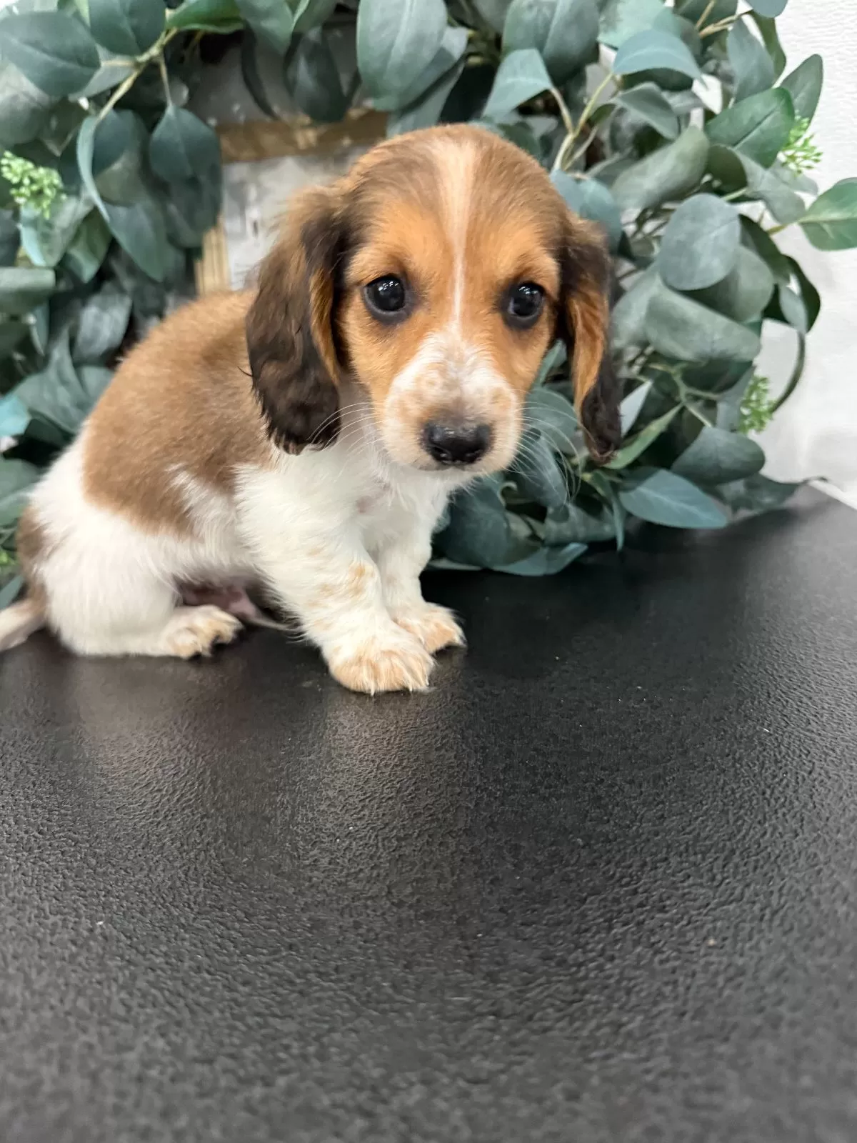 Puppy Name: Romeo