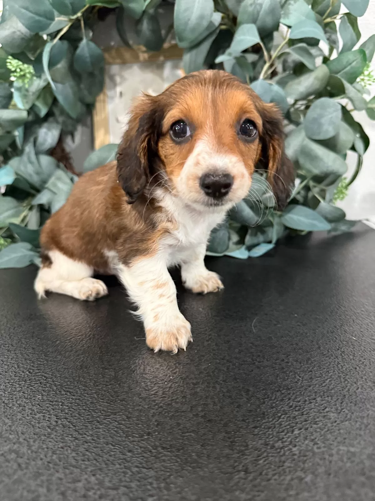 Puppy Name: Dream