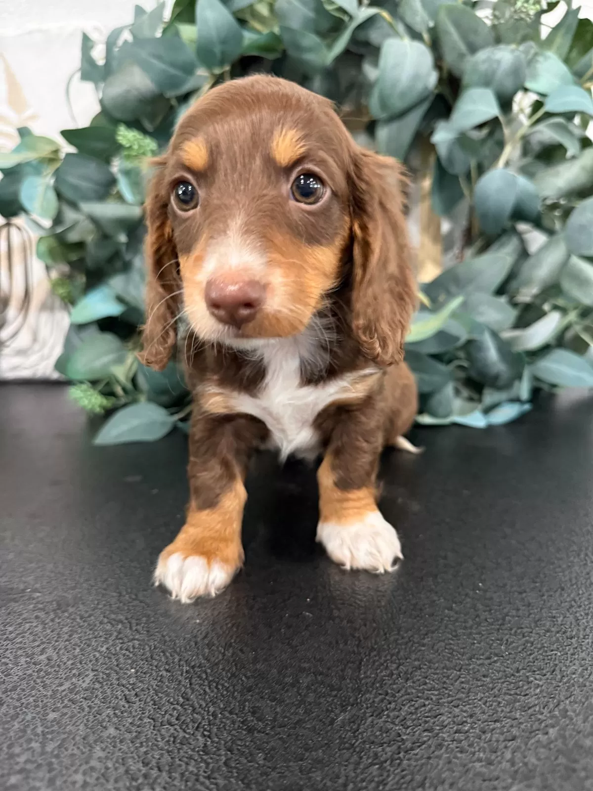 Puppy Name: Daphne