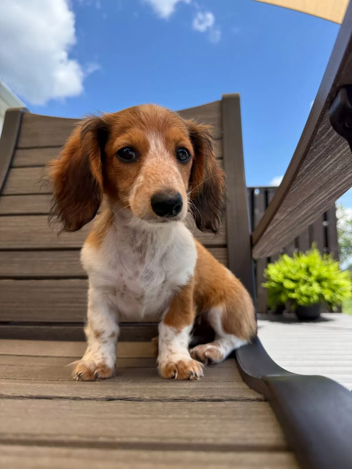 Puppy Name: Dixie