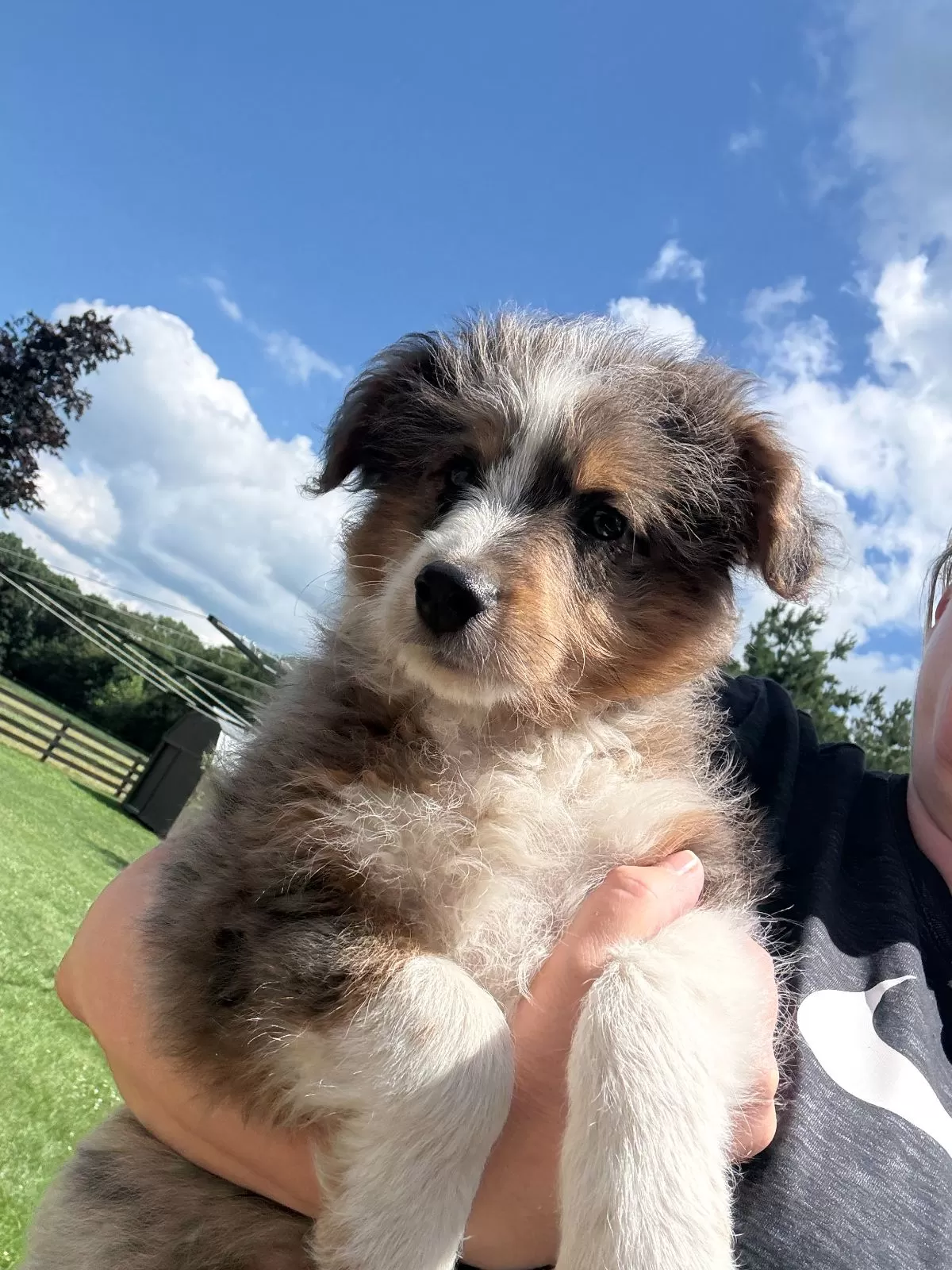Puppy Name: Clark
