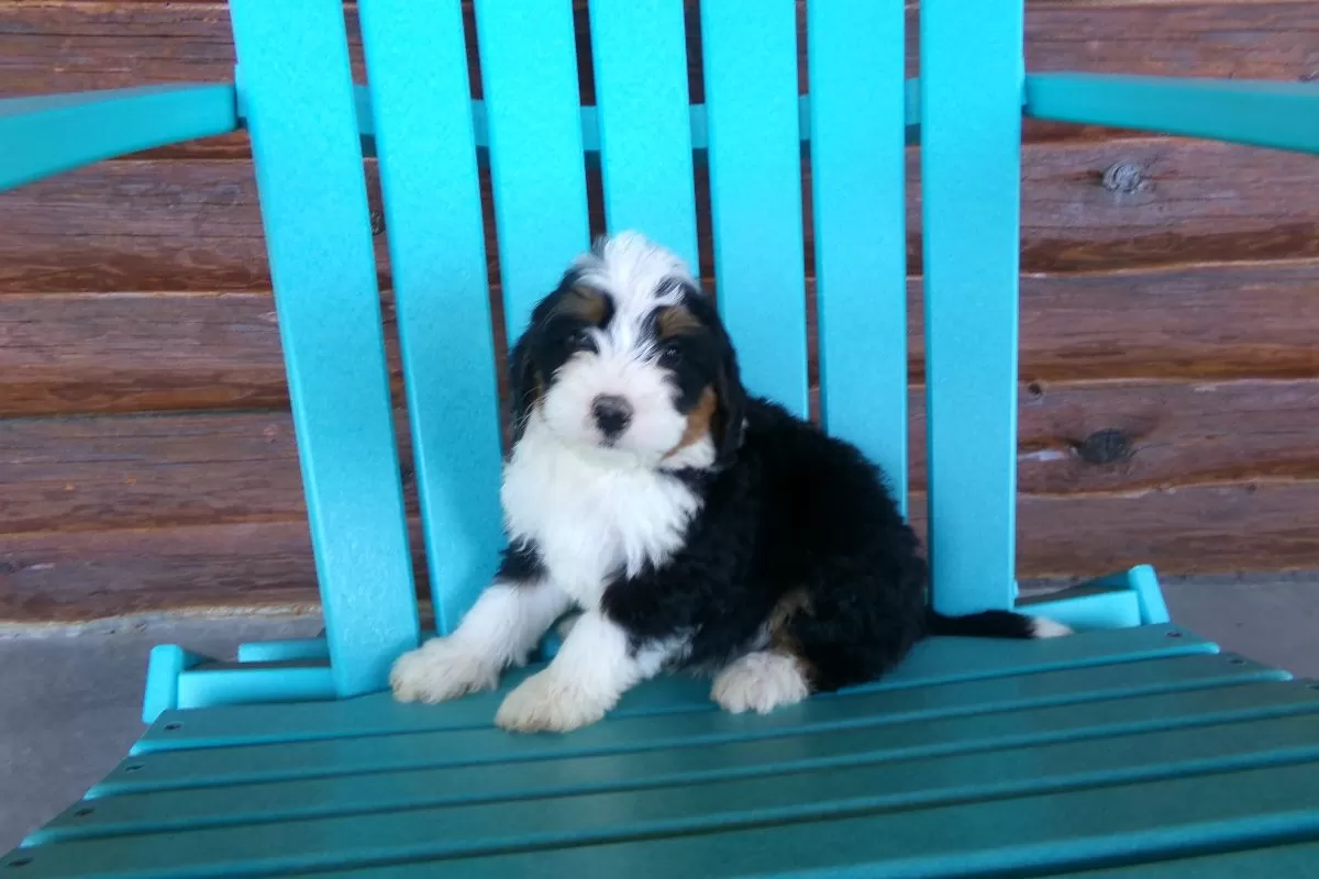 Benji