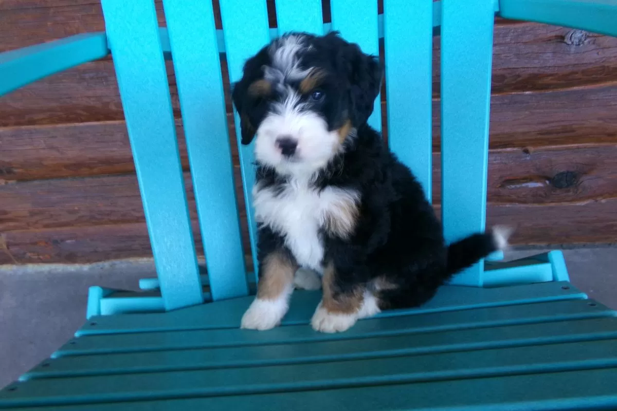 Bobby