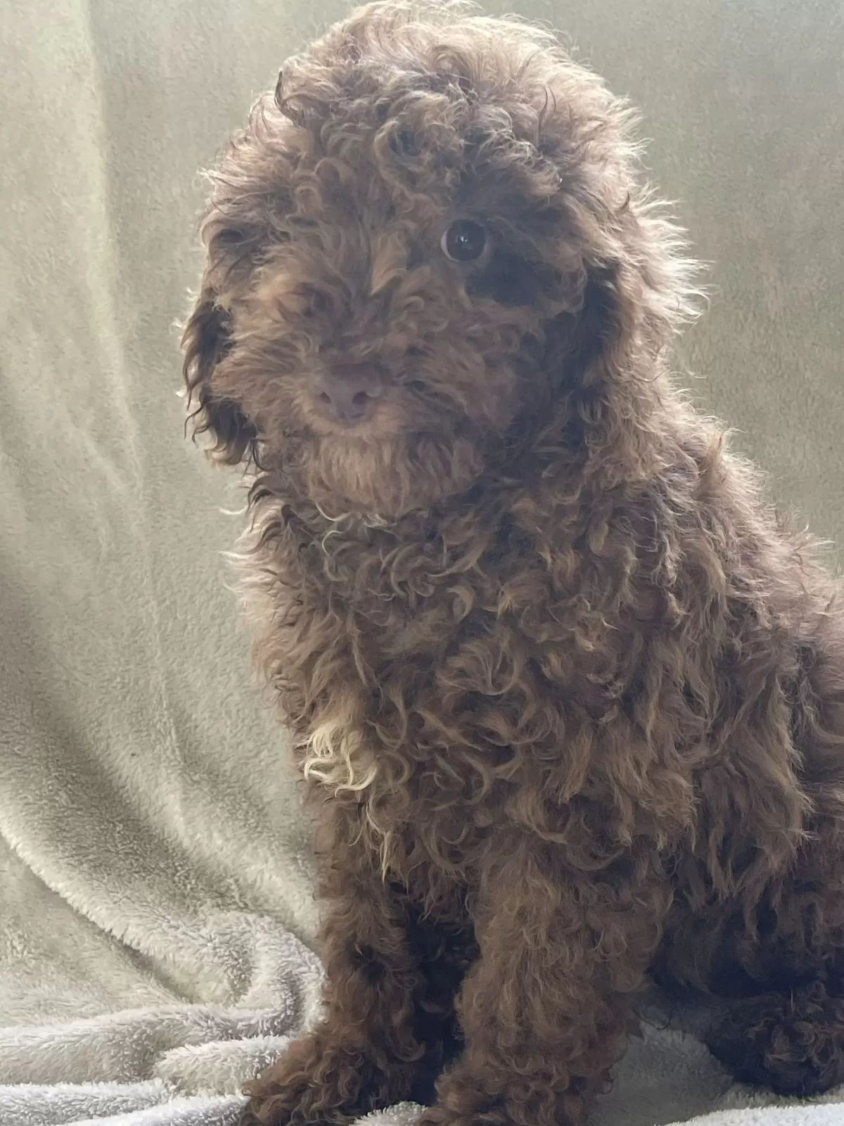 Coco