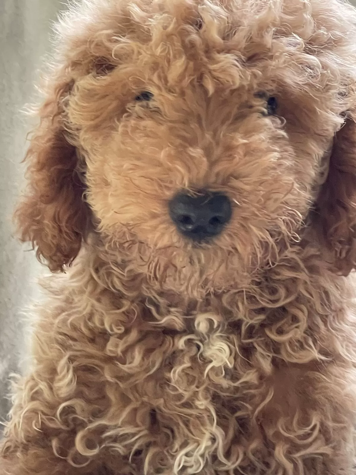 Puppy Name: Churro