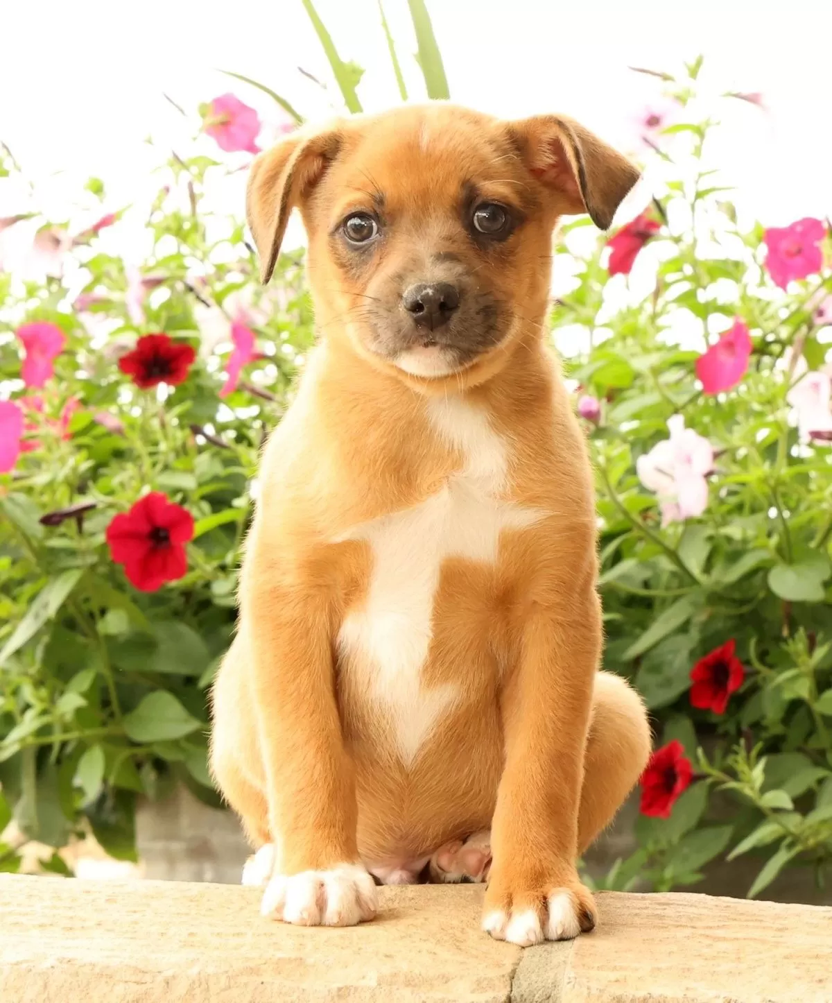 Benji