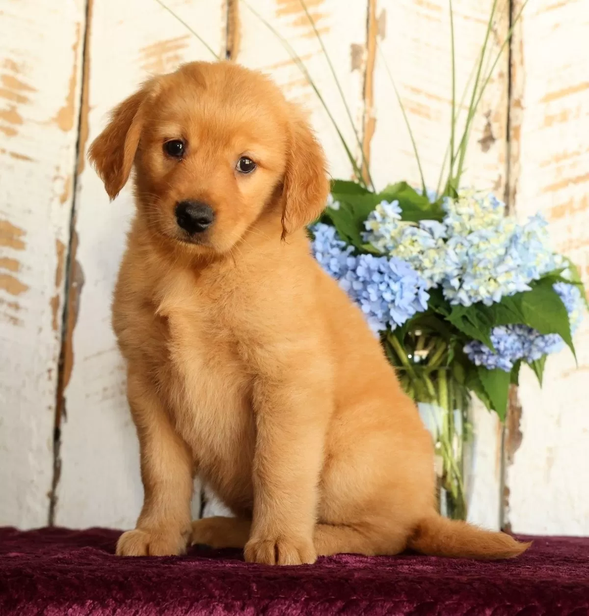 Puppy Name: Shannon