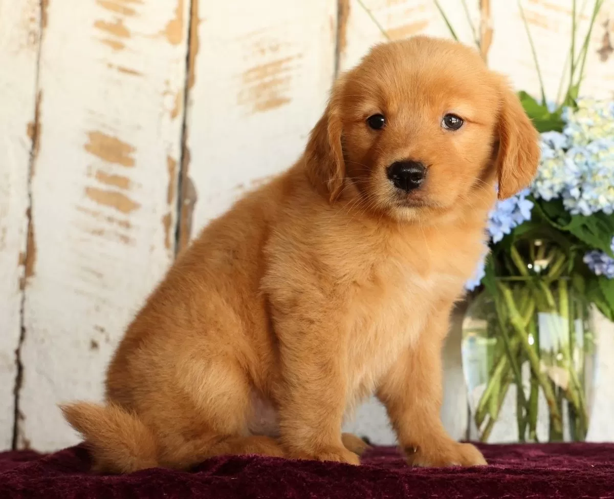 Puppy Name: Shasta