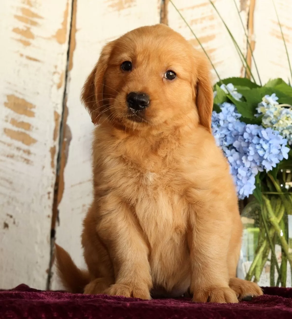 Puppy Name: Sasha