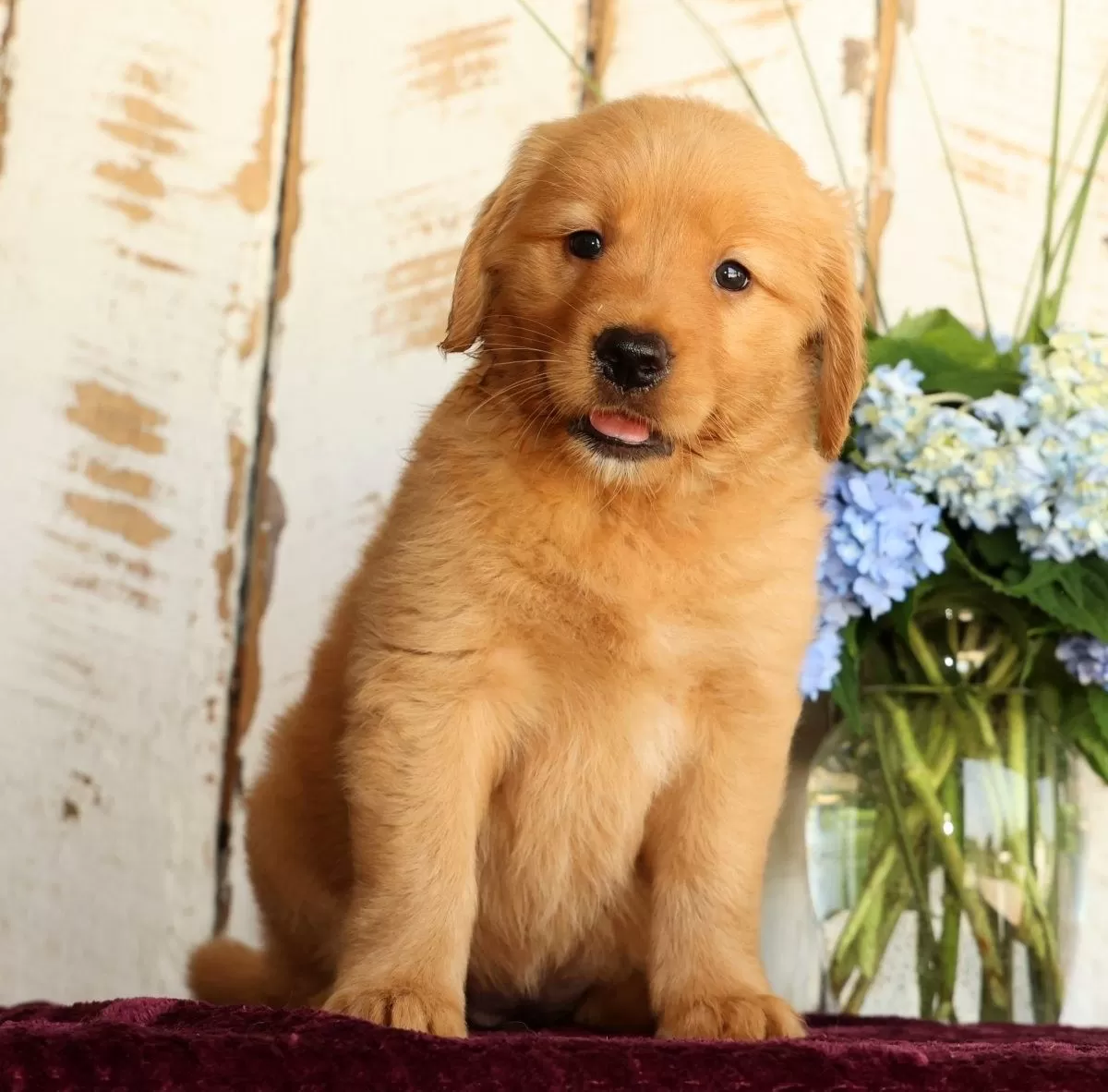 Puppy Name: Shawnee