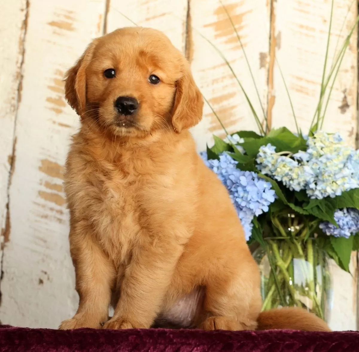 Puppy Name: Sugar