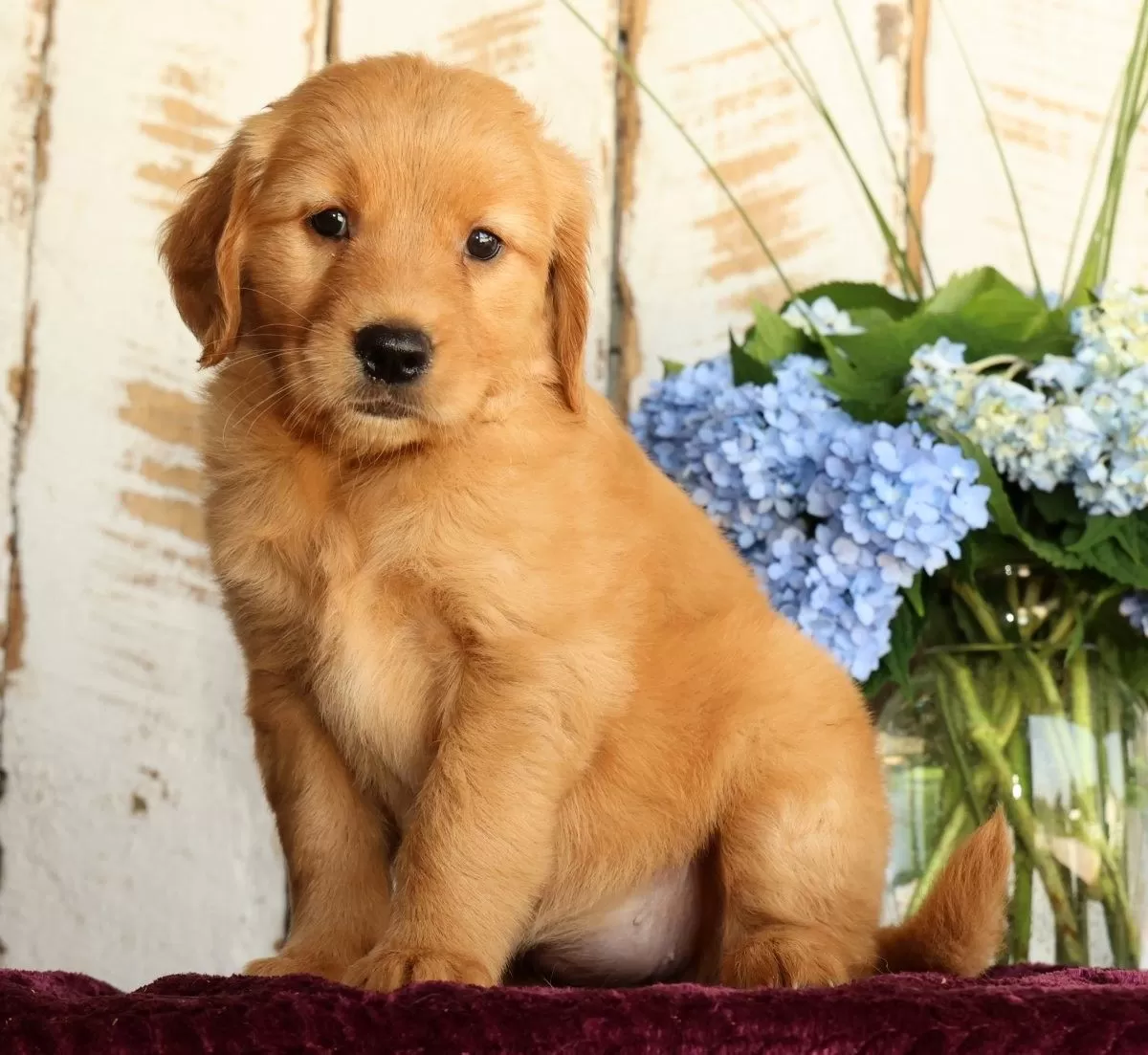 Puppy Name: Shay