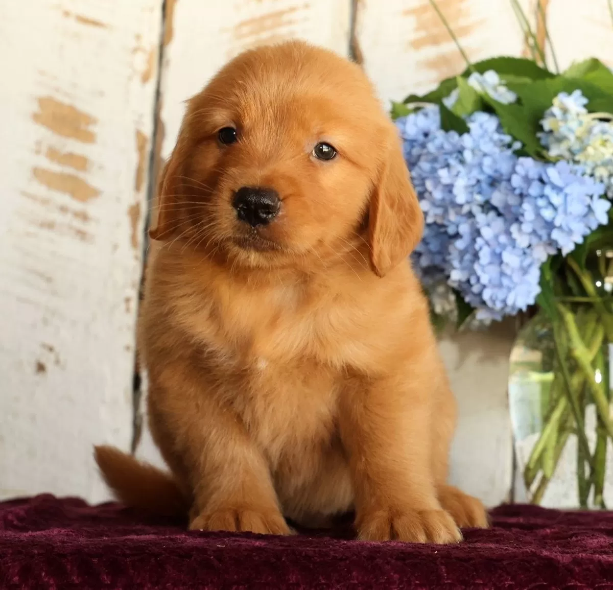 Puppy Name: Jett